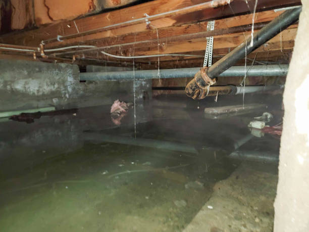 Best Mold removal after water damage  in Wilber, NE